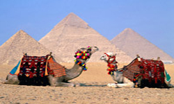 camels